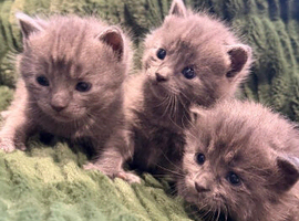 Mainecoon x ragdoll kittens
