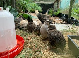 Teenage Courtnix Quail