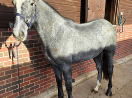 Stunning 2yr full draught filly