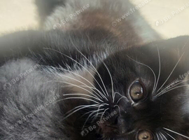Cute 8 week kitty needs rehoming