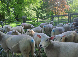 Lleyn Purebred Ram Lambs 13-16 Weeks Old