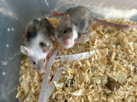 Fancy mice baby females