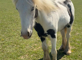 Beautiful Cob yearling to make 14hh
