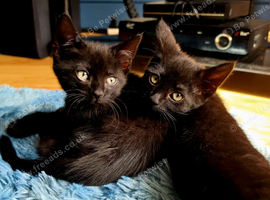 Ready to Leave - &times;2 (M) Kittens (Black) fully vax flead and dewormed