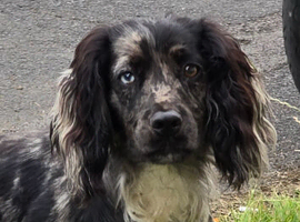Cocker Spaniel stud