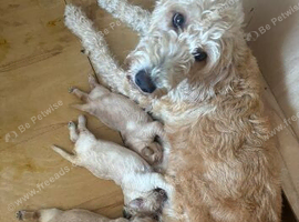 Stunning labradoodle