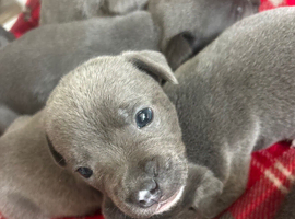 Beautiful blue staff puppies