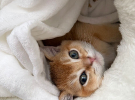 Scottish Straight Kitten golden shade