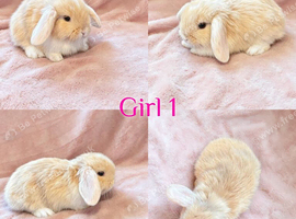 Baby Mini Lops (Ready 8/08)
