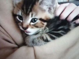 Tabby striped Kitten looking for their forever Home