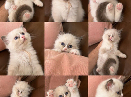 Ragdoll female bicolour