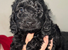 Cockerpoo puppys