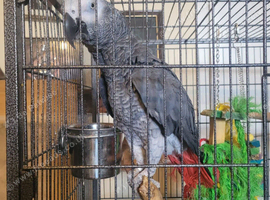 african grey parrot 1350 pound