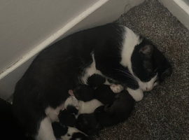 Lovely kittens for sale