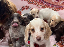 Cocker spaniel