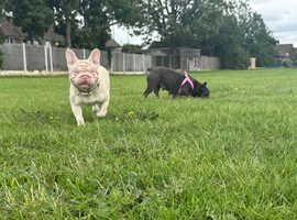 Forever home