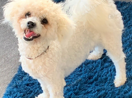 BICHON FRISE STUD DOG