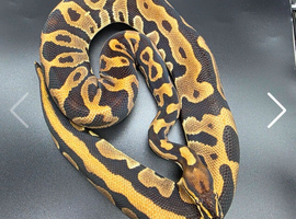 Breeding group! 3 snakes Dreamsicle project