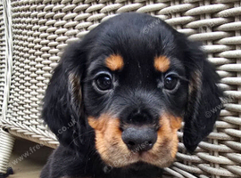 Kc working cocker spainel puppies