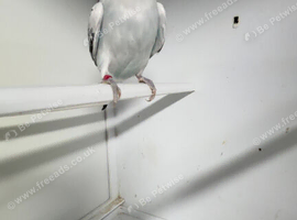 Baby budgies