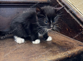 Kittens for a good home