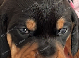 Dachshund puppies for sale