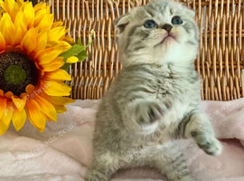 CUTEST SCOTTISH/BSH KITTENS (READY 17TH JULY)