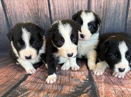 Border Collie Puppies for sale