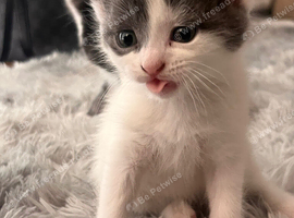 Kittens for sale