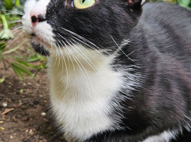Female cat for rehoming