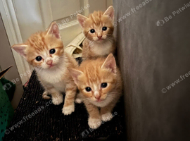 Male and female ginger tabby kittens