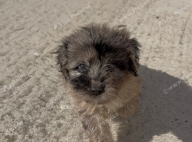 cockapoo puppies