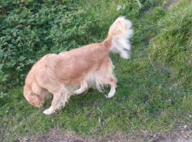 lovely Retriever bitch