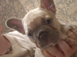2 beautiful frenchbulldog fluffy carriers puppys