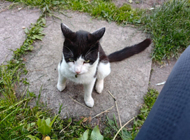 2 female cats