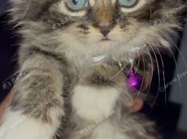 Last kitten left