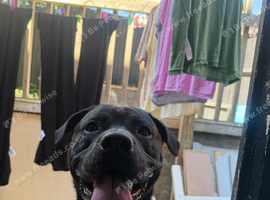 Milo 14 months old needs rehoming
