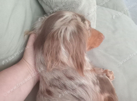 Merle dashund boy long haired