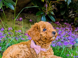 Four gorgeous miniature poodle pups ready now