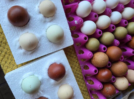Hatching Eggs Bantam & Large - frizzle/marans/polish/legbar