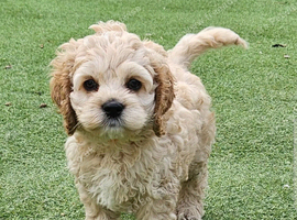 American cockerpoo f1b puppies