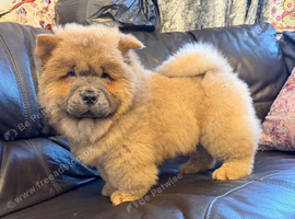 KC registered adorable chow chow puppies