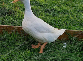 400  ex laying cherry valley ducks available this week