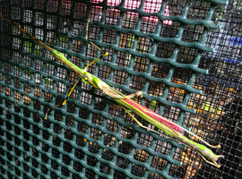 5 x Malaysian Jewell Stick Insect Necroscia Annulipes Nymphs