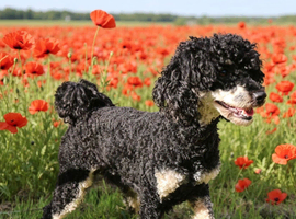 Black phantom toy poodle for stud
