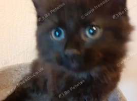 2 kittens for sale