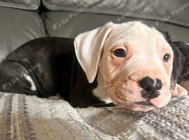 American Bulldog Puppies &ndash; 5Boys & 1Girls