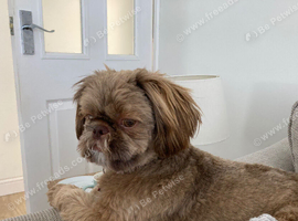 Teddy 10 months old