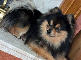 Pomeranian for stud