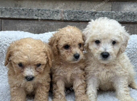 Bitchon frise cross poddle puppies